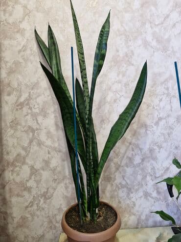 продам рассаду: Комнатные цветы — 8