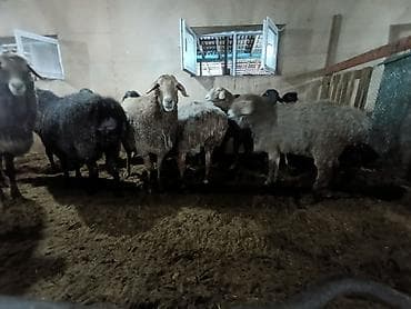 ячмень атлин: Продаю | Овца (самка) | Полукровка | Для разведения | Матка — 10