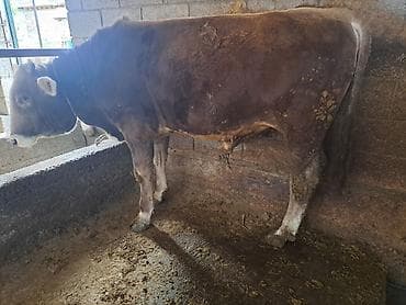 чистокровный жеребец: Продаю | Бык (самец) | На откорм | Привязанные — 3