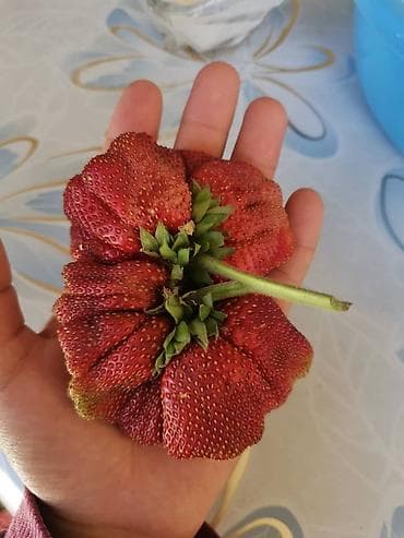 требуется сокулук: Разнорабочий нужны для сада огород. з. +жилье +питание. Сокулук — 2