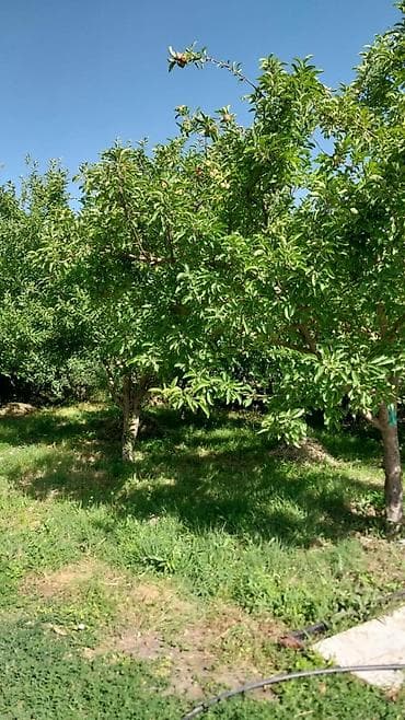 абрикос зеленый: Евразия паркына жакын Алыкулов-Магистральдын кесилиши тараптан 5 соток — 1