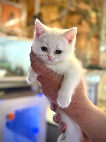 британская короткошерстная кошка вислоухая: Очаровательные котята шотландской Скотиш и Фолд короткошерстной породы — 2