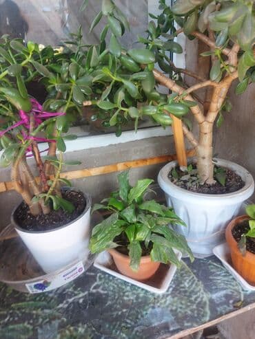 продам аквариум: Акча багы — 1