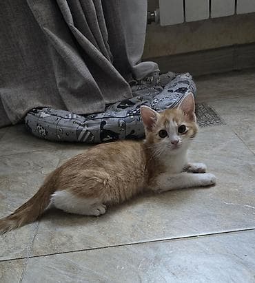 d cat: Отдам котят в добрые руки. Рыжий -мальчиу 3-4 месяца. Серая-девочка 4 — 5