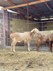 продажа козлов: Продаю | Овца (самка) | Арашан | Для разведения | Матка — 3