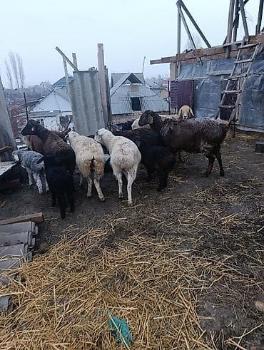 ат ош: Продаю | Овца (самка) | Для разведения | Матка — 1