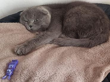 номер приюта для животных бишкек: Скотиш Фолд (Шотландская вислоухая), 2 года, Девочка, Серый, Приучена к лотку, Проглистована — 3
