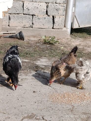 охотничье собаки: Сатам | Тооктор | Көбөйтүү үчүн — 5