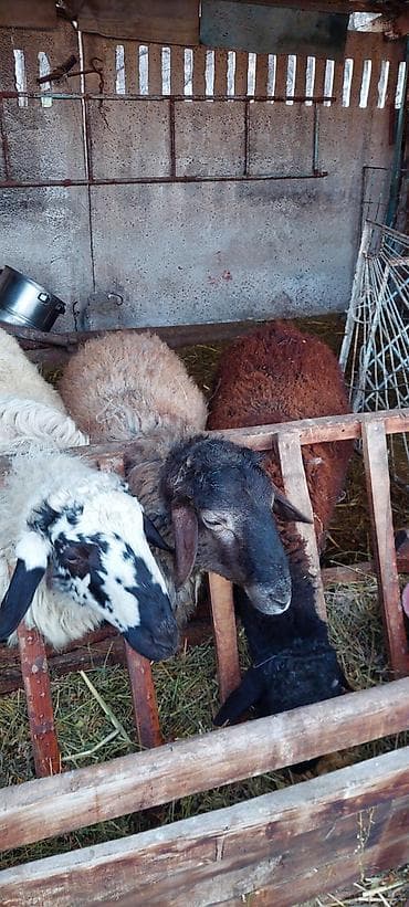 баран гисарский: Продаю | Баран (самец) | Для разведения — 3