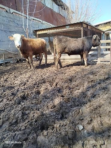 Товары и оборудование для с/х животных: Продаю | Бык (самец) — 9