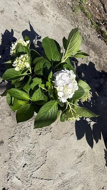 я ищу цветы: Саженцы — 3