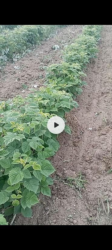 Саженцы малины местный Чуйский5 сом штук - Кусты мощные, с ровными