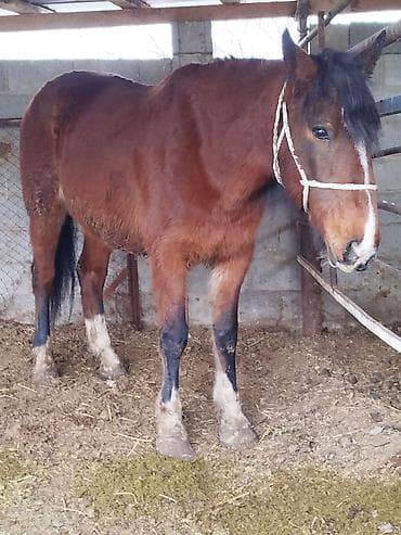 Мышыктар: Сатам | Бээ (ургаачы) | Аргын | Көбөйтүү үчүн — 3