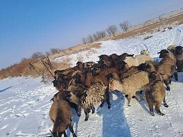 жүн тыткыч: Ушул улак чебичтер сатылар оптом 37баш ургачы серке аралаш круг 37 — 4