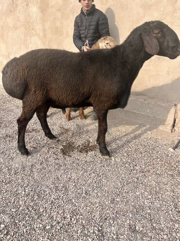 дом для животных: Продаю | Баран (самец) | Для разведения | Племенные — 6
