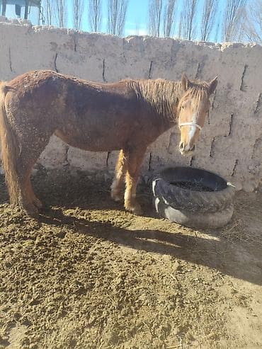 мышыктар ош: Сатам | Бээ (ургаачы) | Жумушка — 2