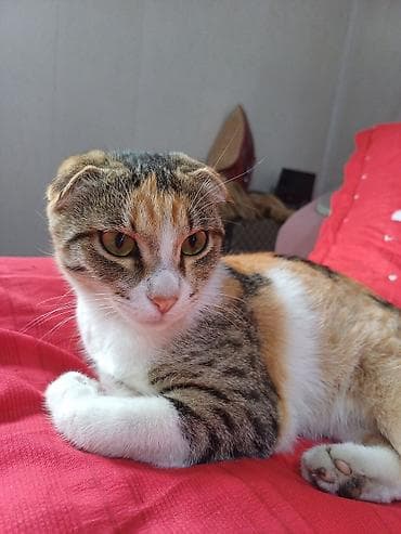 Продажа кошек: Скотиш Фолд (Шотландская вислоухая), 1 год, Девочка, Черепаховый, Приучена к лотку — 1