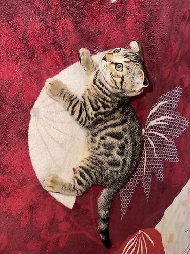 мышык кошка: Котята! папа бенгал. мама шотландская вислоухая. 1 девочка и 1 — 4