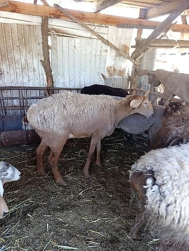 сена туки: Продаю | Овца (самка) | Эдильбаевская | Для разведения | Матка — 2