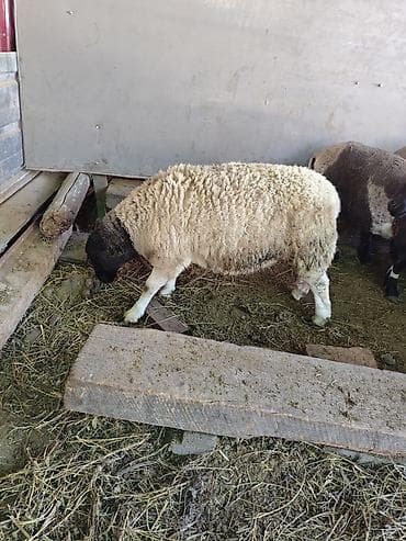 баран купить бишкек: Продаю | Овца (самка) | Для разведения | Племенные — 10