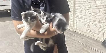 Продажа кошек: Котята чёрно-белого окраса (несколько малышей из одного помёта) — 2