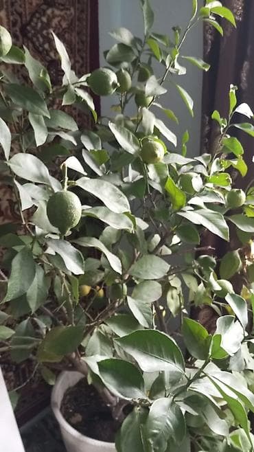 деревья продаю: Комнатный цитрус (лимон) в горшке - Плодоносящее дерево лимона — 1