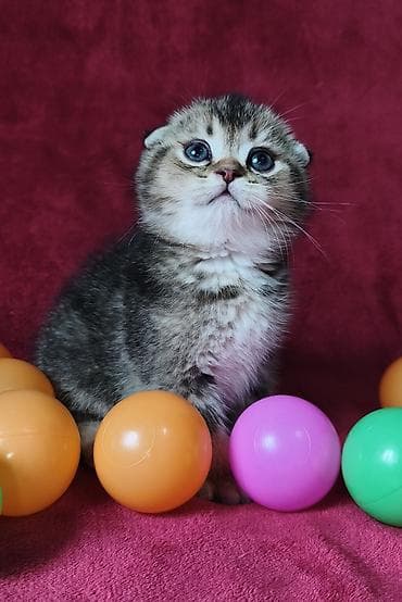 вислоухая кошка: Скотиш Фолд (Шотландская вислоухая), 2 месяца, Мальчик — 3