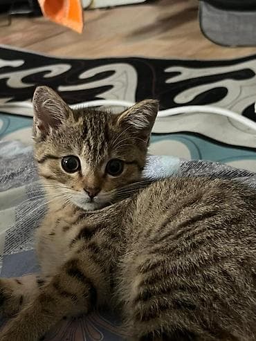 Үй жаныбарлары: Мышык бекер берилет: Скотиш Фолд (Шотландиялык шалпаң кулак), 4 айлык, Ургаачы, Аргын, Лотокко барууга үйрөтүлгөн, Курттардан тазаланган — 1