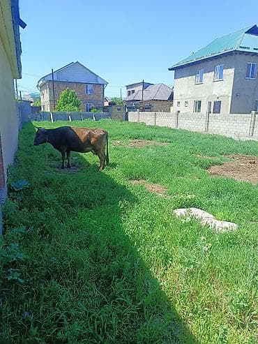 сары булун: 47 соток, Курулуш, Кызыл китеп — 1