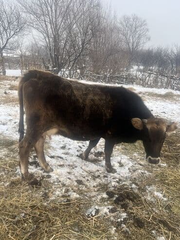 Услуги ветеринара: Продаю | Корова (самка) | Швицкая | Для молока | После отела, Искусственник — 3