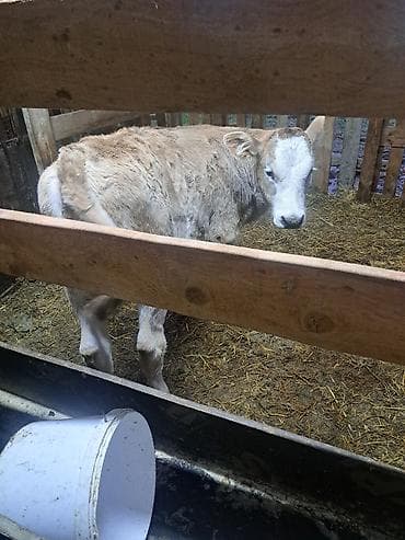 коровы продаю: Продаю | Корова (самка) | Для молока | Привязанные — 6