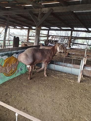 кой козусу: Продаю | Баран (самец) | Арашан | Для разведения | Племенные — 5