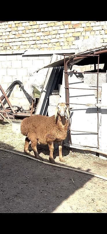 дорпер купить в кыргызстане: Продаю | Ягненок, Баран (самец) | Гиссарская, Арашан | Для разведения | Племенные, Осеменитель — 4