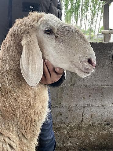 бараны самка: Продаю | Баран (самец) | Арашан | Для разведения | Осеменитель — 4