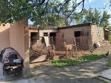 ххх квартира: Срочно Срочно Срочно Продается дом29 соток есть также времянка — 4