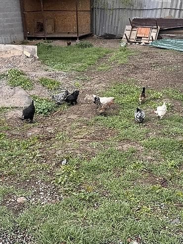 тай ургачы: Продаю | Куры | Домашняя | Несушки — 3