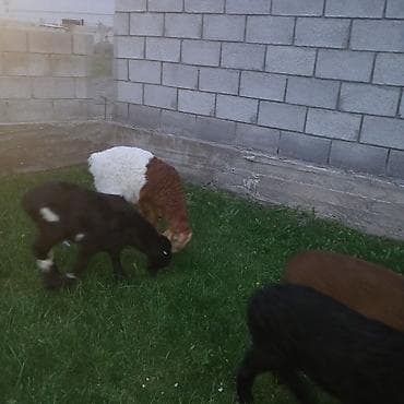 котята беловодск: Продаю | Овца (самка) | Для разведения — 5