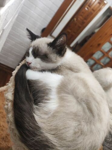 сколько стоит американская короткошёрстная кошка: Тайская, 3 месяца, Мальчик, С документами, Приучена к лотку — 7