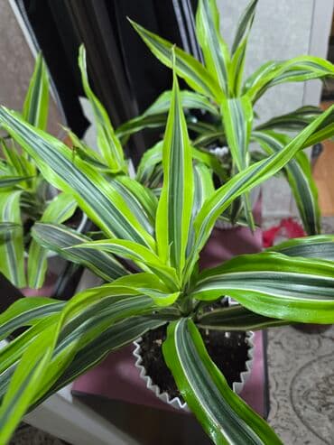 лампы для растений: Декабрист (Schlumbergera) — комнатный кактус с плоскими членистыми — 19