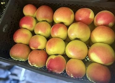 союшка кой: Яблоки Оптом — 1