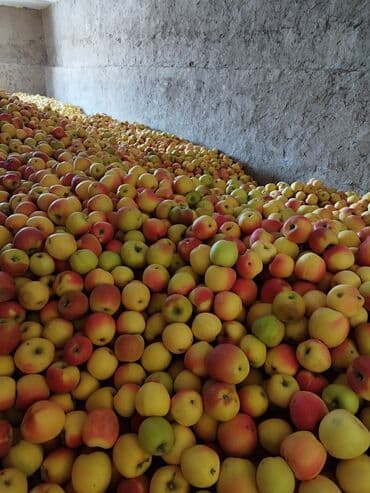 Фрукты: Яблоки — 1