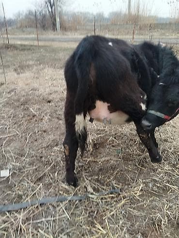 животные каракол: Продаю | Тёлка | На откорм | Нетель — 7
