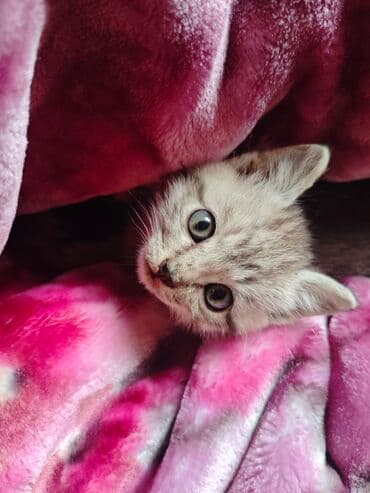 отдам породистых котят: Котята, домашние, ручные Описание: - Милые малыши из одного помёта — 9