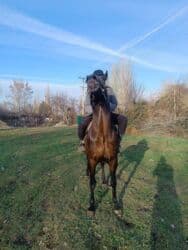 Шкафы для трансформатора: Продаю | Жеребец | Английская | Конный спорт — 12