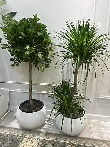 хвойные растения: Декоративные напольные растения в кашпо - Композиция из крупных — 5