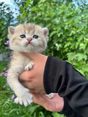 Продажа кошек: Готовы к брони шикарные плюшевые ласковые котята ручные скотиф фолд — 6