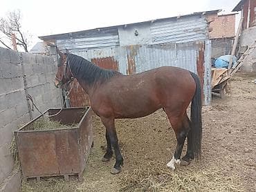 чистокровные лошади: Продаю | Конь (самец) | Рабочий | Племенные — 2