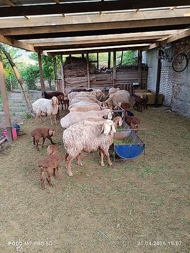 живой вес: Продаю | Овца (самка) | Арашан | Для разведения | Матка — 2