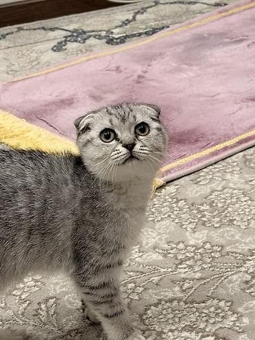 cat sofa: Шотландский вислоухий котёнок (Scottish Fold), окрас серебристый — 4