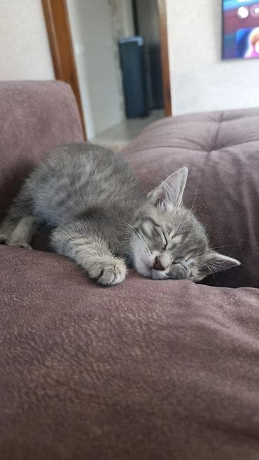 серые кошки фото: Котята, помёт из 5 малышей: - тигровые табби - Возраст: 6 недель - — 5